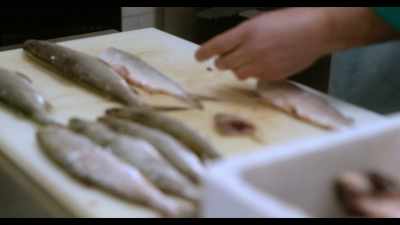 If Alberto's fish are surviving
and growing, - Dogs