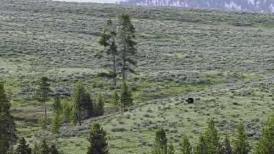 If all goes well,
by next spring, - Epic Yellowstone
