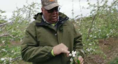 If they all set,
there's five apples -- - The Pollinators