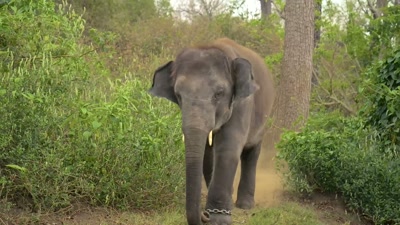If Ammu was standing close to us,
he would come and push her away - The Elephant Whisperers