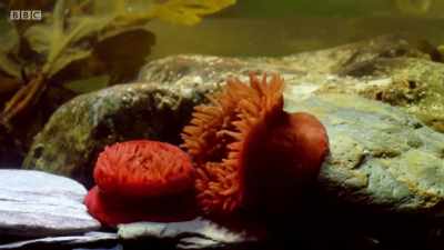 If another anemone encroaches,
things can get heated. - Wales: Land of the Wild