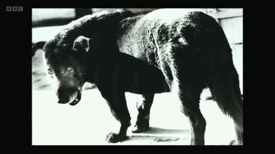 If any one photograph captures
Moriyama's work, it is this one, - The Art of Japanese Life