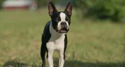 If anything, it is indicative
of a well-shaped, - Strays