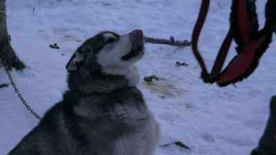 If they are to be ready
for winter expeditions, - Life Below Zero: Next Generation