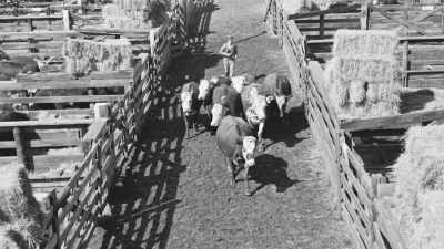 If you bought at the Denver stockyards, - Jews of the Wild West