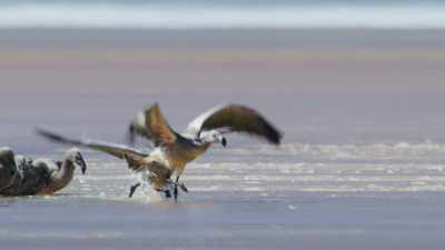 If they can catch it just right,
it could give them - Frozen Planet II