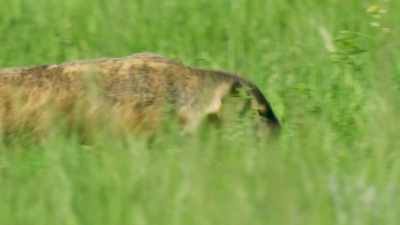 If he can find a place
where the grass is higher than he is, - Seven Worlds, One Planet