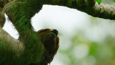 If we can protect him and his rain forest, - Our Great National Parks