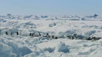 If they can't escape, the panicked
chicks will be doomed. - Frozen Planet II