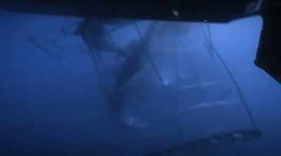 If it can't get out soon, - Shark Attack Files