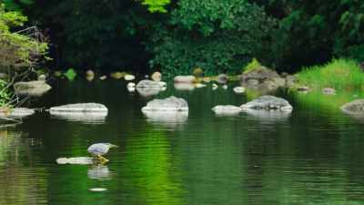 If he can't get to the fish, - The Secret Lives of Animals