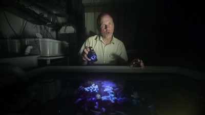 If corals have been exposed
only to mild stress, - Attenborough's Life in Colour