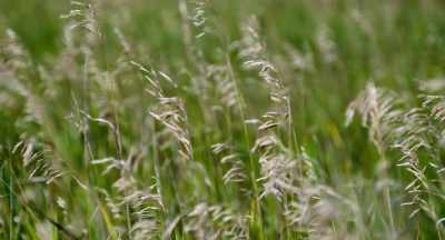 If we could really look close
at the Plains, - The Pollinators