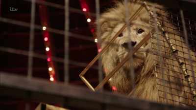 If he decided to leave there now,
and landed, - Britain's Tiger Kings - On the Trail with Ross Kemp