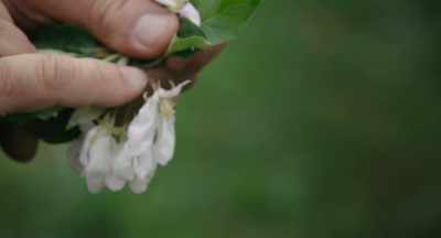 If this develops into an apple,
this would be the stem, - The Pollinators