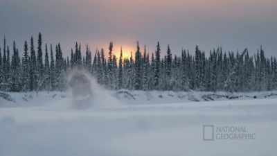 If we did not get a moose this
year, you know that's 75% of - Life Below Zero: First Alaskans