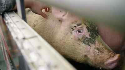 If you didn't feel any pain before you were killed, - Pignorant