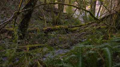 If we didn't have fungi, - Fantastic Fungi