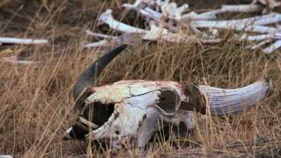 If they didn't, we would
have been killed off - The American Buffalo
