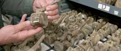 If dinosaur fossils have been dated incorrectly - Is Genesis History?