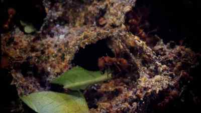 If they dislike what they are
getting, they release - Micro Monsters with David Attenborough