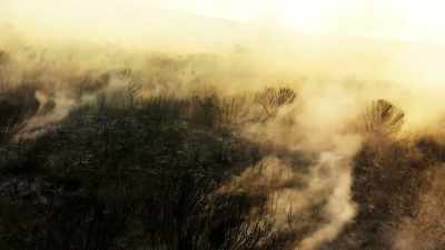 If you disturb the soil in a
fynbos system, - The Green Planet