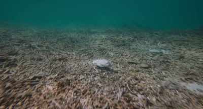 If you dive under
its cages, you will see - Wild Life