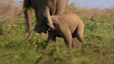 If she doesn't brush her teeth
once a day, - When Nature Calls with Helen Mirren