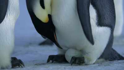 If he doesn't get the egg
off the ice quickly, it will freeze. - Dynasties