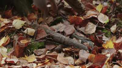 If she doesn't hide her cache well enough,
it will be stolen by another squirrel, - Wild Nordic