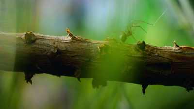 If she doesn't tread carefully,
she'll be next on the menu. - The Secret Lives of Animals