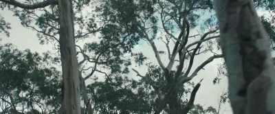 If we don't find something endangered
soon, we could lose this whole forest. - Carnifex