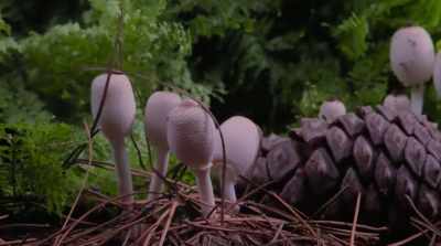 If we don't get our act together and
come in commonality and understanding - Fantastic Fungi