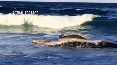If they don't play
their cards right, - Shark Attack Files