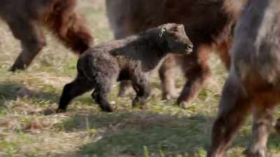 If we don't quickly get him back
to his mom and not up underneath - Secrets of the Zoo