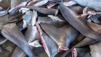 If we don't save them
while we have big numbers, - Why on Earth