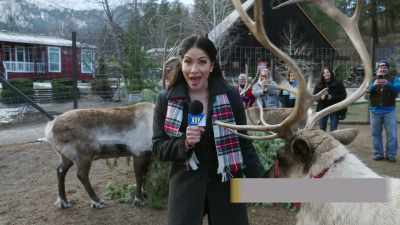 If your eight tiny
reindeer ever get tired, - Cloudy with a Chance of Christmas