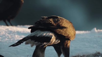 If finding food is hard, keeping it is even harder. - Hostile Planet