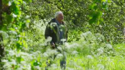 If they flower too early, it may not
be warm enough - The Green Planet