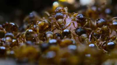 If food gets short, - Our Planet