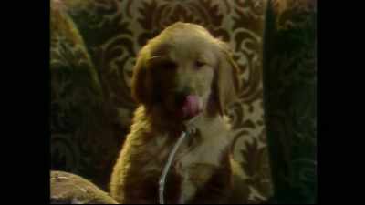 If you get near me,
he'll chew you to pieces. - Punky Brewster