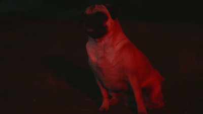 If we get the junkyard dogs
to assemble, - Junkyard Dogs