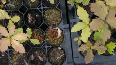 If we grow them properly,
keep watering them, - A Brief History of the Future