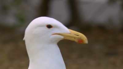 If this gull wants their eggs, - Penguin Town