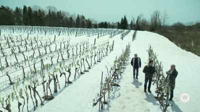 If that happens, I think
these grapes are going to be - The Perfect Pairing