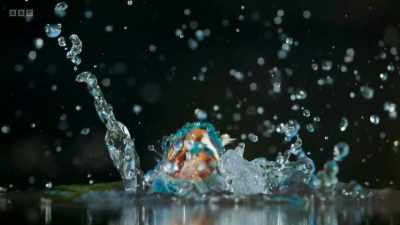 If they have chicks,
a pair of kingfishers - Wild Isles