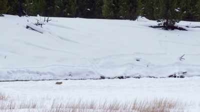 If he's going to survive
winter in yellowstone, - Epic Yellowstone