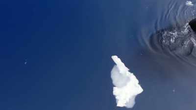 "If he's learned well, there will be
three perfect P-shaped rings," - Secrets of the Whales