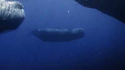 "If Hope can make it through
the next year," - Secrets of the Whales