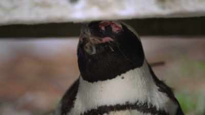If her husband's not back soon, - Penguin Town